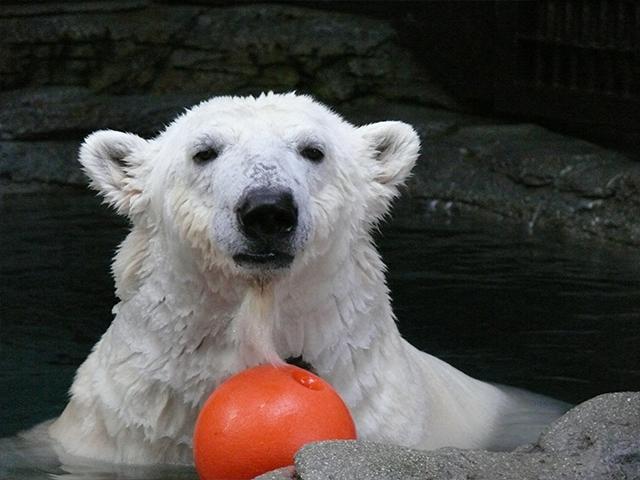 写真：愛媛県立とべ動物園