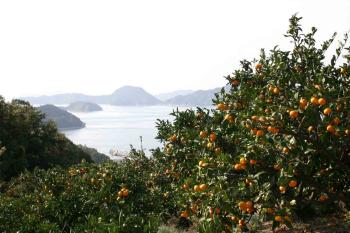 みかんの楽園　希望の島